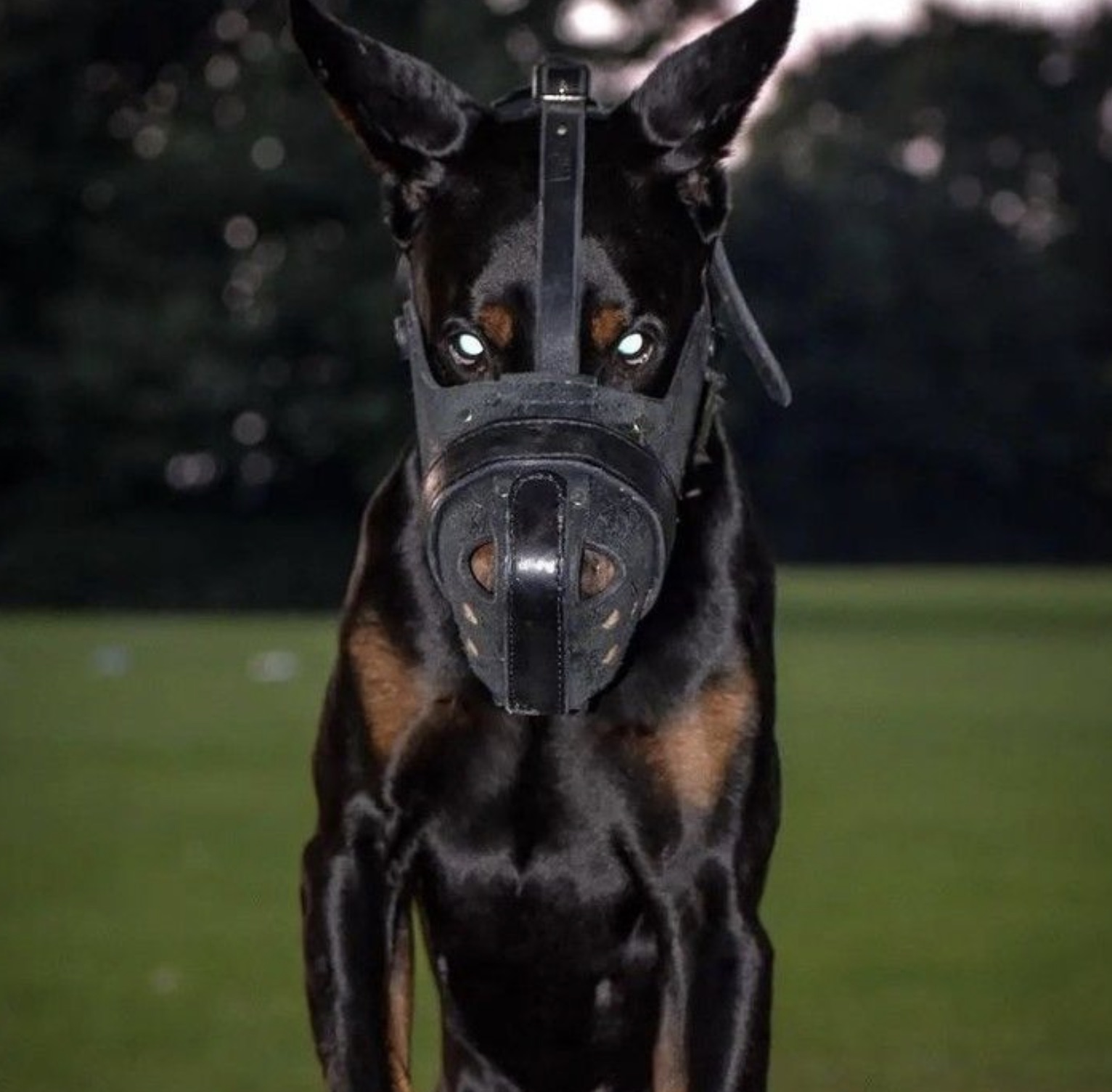 dobermann